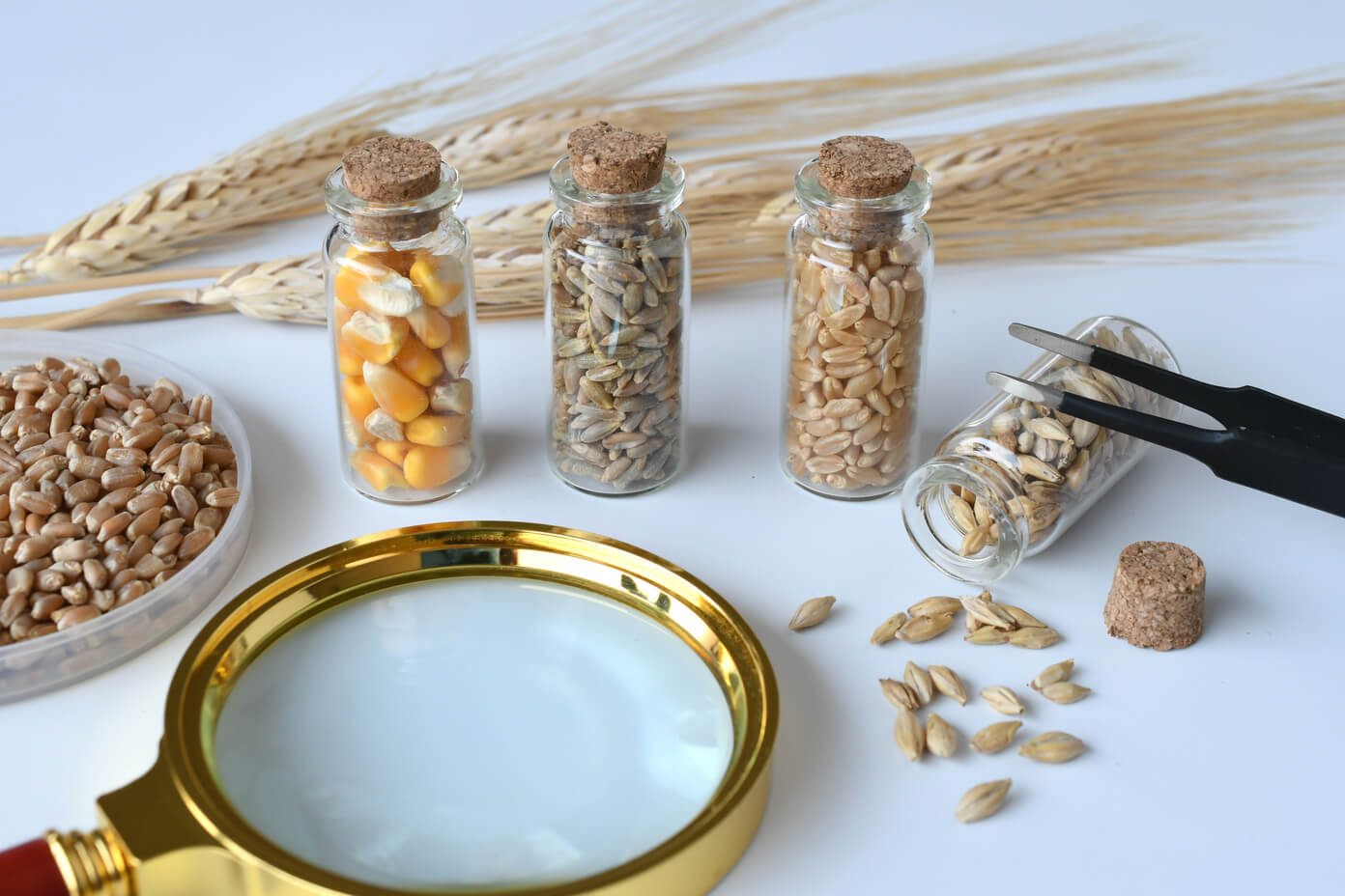 De Grundlæggende Ingredienser i Whisky - Naturens Essens i Hver Dråbe