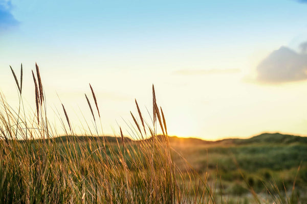 Stauning Whisky Byg Rug