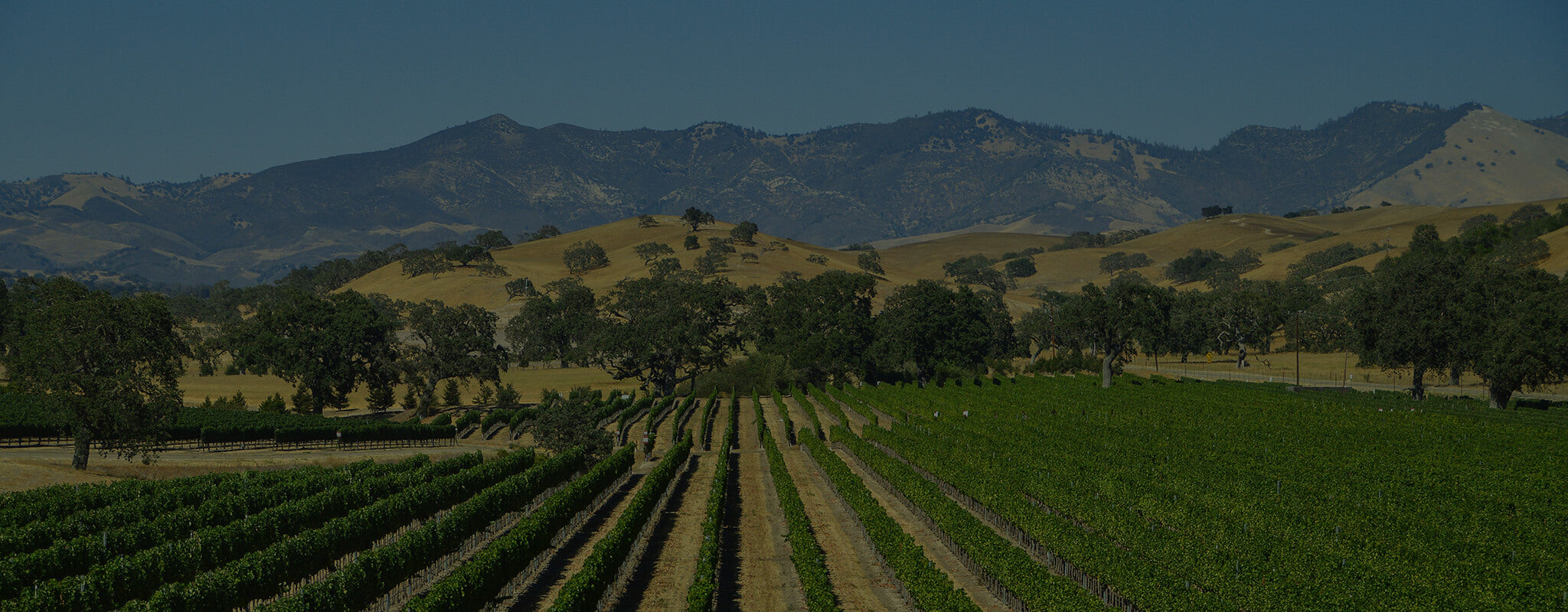Vin fra USA og Californien
