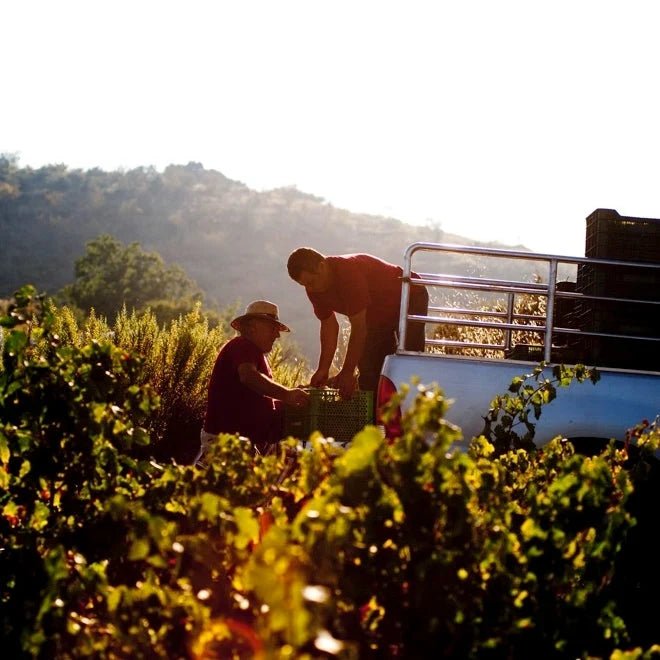 Castillejos 2021 - former house wine at El Bulli, the world's most iconic restaurant