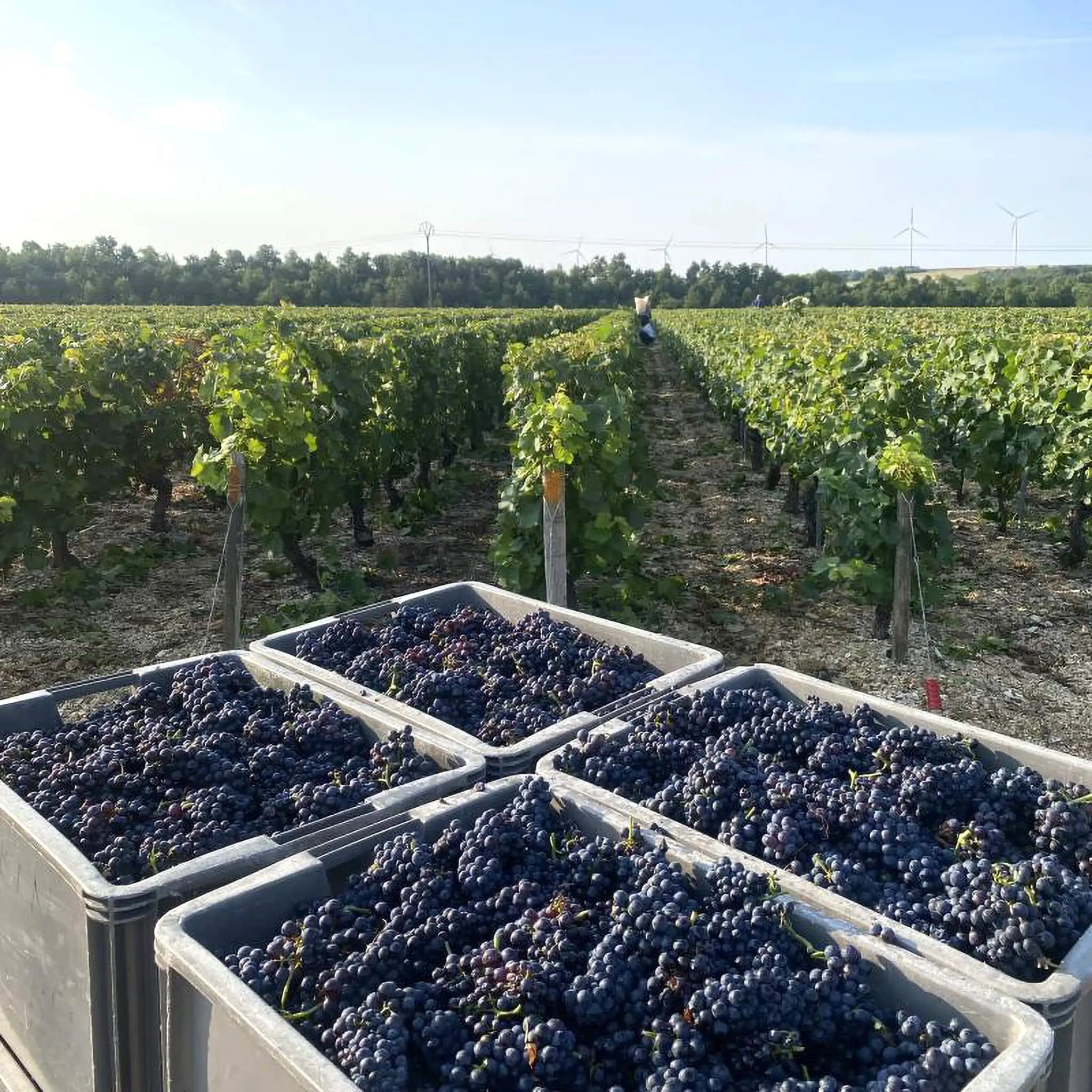 Domaine Oliver Boussard Grapes Whiskystack